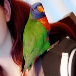 Gerald the Bird - @gerald_and_mawson_scream - Instagram