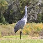 Gerald The Bird - @forevergerald21 - Instagram