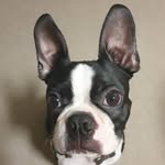 Gerald - @gerald_the_boston_terrier - Instagram