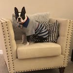 GeraldtheBoston - @geraldtheboston - Instagram