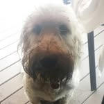 Gerald Bradford - @lord_gerlad - Instagram