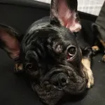 Геральд Французский - @gerald_bull_dog - Instagram