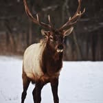GERALD BULL - @bullgerald - Instagram