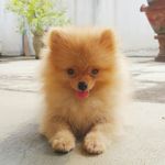 Coco - @coco.gerald - Instagram
