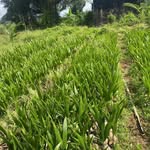 Gerald - @geralds_coconut_seedlings_home - Instagram