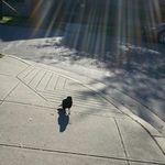 Gerald TheCrow - @gerald_the_crow - Instagram