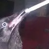 geraldthecrow - @geraldthecrow - TikTok