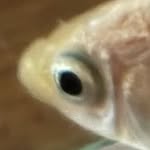 Gerald_daily - @gerald_the_goldfish_daily - Instagram