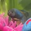 Gerald - @dailygerald - TikTok