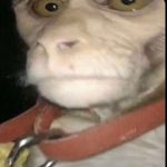 @gerald_da_monkey - Instagram