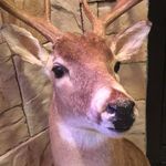 Gerald - @gerald.the.deer - Instagram