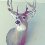 Gerald - @gerald_im_a_deer - Instagram