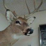 Gerald the deer - @gerald_the_deer - Instagram