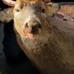 Gerald The Deer - @gerald_the_deer1 - Instagram