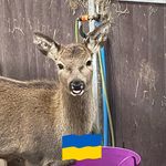 Gina Peasnall - @gerald_thedeer - Instagram