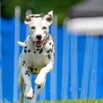 Buster - @geralddempseypuppy - Instagram