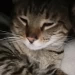 Gerald😹 - @gerald.the.mother.fricking.cat - Instagram