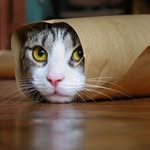 Gerald The Cat - @gerald_the_frickin_cat - Instagram