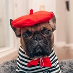 Gerald the French Bulldog - @geraldgoodies - Instagram