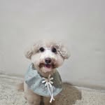 Gerald & Grace - @ggfurfriend - Instagram