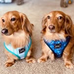 Gerald + Grady - @minigeazy - Instagram
