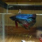 Gerald Jeffrey Gerald III - @swimminthrulyfe - Instagram