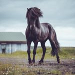 Gerald Kohl - @geraldmoarbaer - Instagram