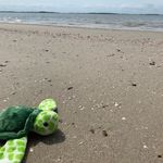 Gerald Lester 🐢 - @gerald.lester1 - Instagram