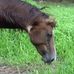 Gerald Massey - Facebook