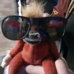Gerald - @gerald_the_monkey211 - Instagram