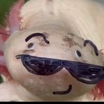 Gerald_monkey5 - @gerald_monkey5 - Instagram