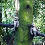 geralds - @geraldmonkeys - Instagram