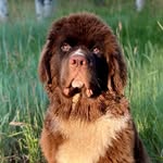 Gerald The Colorado Newf - @gerald_the_colorado_newf - Instagram