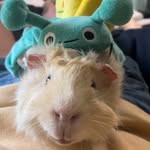 Bugsy Vincent Gerald Eugine Mort-Mort Bert-Bert Leo O’Connor - @bugsythehappyguineapig - Instagram