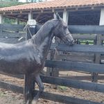 Geraldo - @geraldo.domador - Instagram
