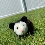 The adventures of gerald - @gerald_the_opossum - Instagram