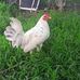Gerald Salazar - Facebook