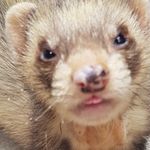 Gerald Shepard - @gerald.shepard1 - Instagram