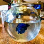 Gerald Long John Silver - @everythingisgoingswimmingly - Instagram