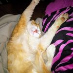 Gerald Thorpe - @frankey_dali_kitty_ - Instagram