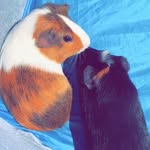 Gerald and Timmy - @geraldandtimmythepigs_ - Instagram