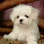 Morkie - @geraldine.w.baxter - Instagram