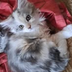 Géraldine Bertrand - Facebook