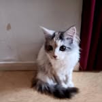 Géraldine Bertrand - @bert.rand6040 - Instagram