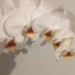 Geraldine Blackwell - @geraldine.blackwell.927 - Instagram