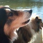 Geraldine Butler - @walking_winston - Instagram