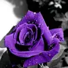 Geraldine Cotton - @geraldine.cotton - TikTok