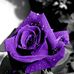Geraldine Cotton - Facebook