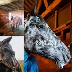 Jesa-69 👌✌🇬🇧-💕🌏horses 🐴🐶 🐱👍 - @compton_geraldine_x_ - Instagram