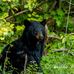 Geraldine DeBoer - Facebook